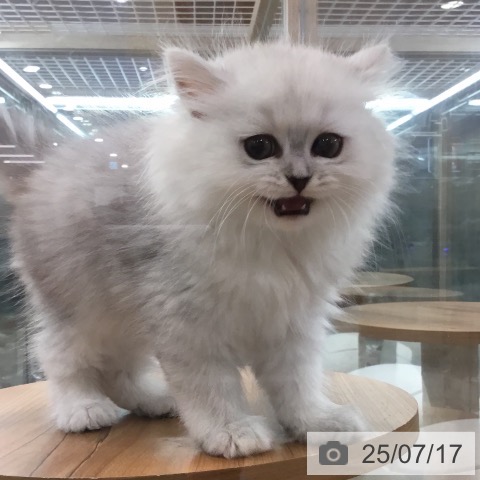 ペルシャの写真