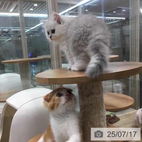 ペルシャの写真