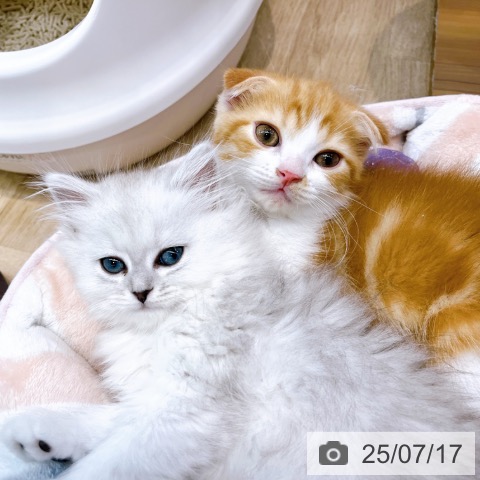 ペルシャの写真