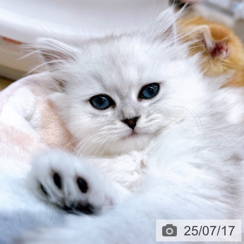 ペルシャの写真