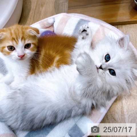 ペルシャの写真