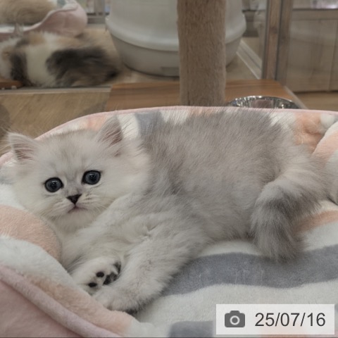 ペルシャの写真