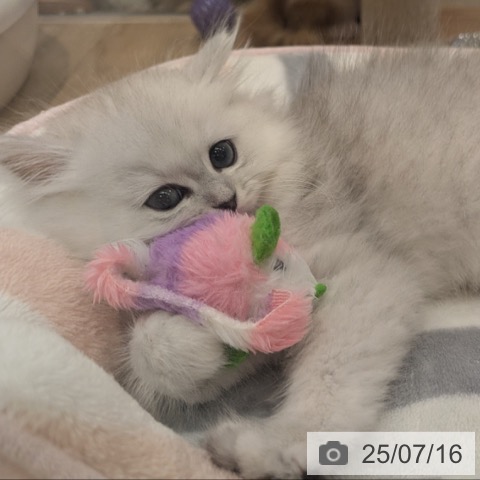 ペルシャの写真