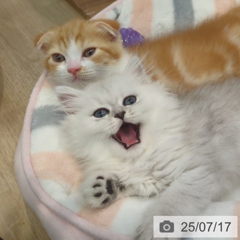 ペルシャの写真