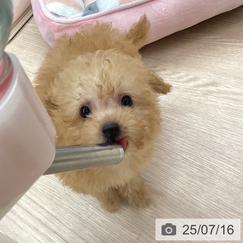 トイ・プードルの写真