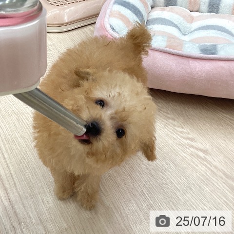 トイ・プードルの写真