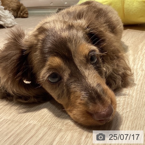 カニーンヘン・ダックスフンドの写真