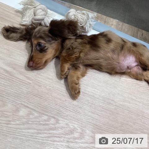 カニーンヘン・ダックスフンドの写真