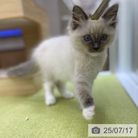ラグドールの写真