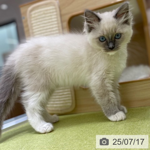 ラグドールの写真