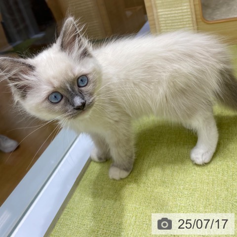 ラグドールの写真