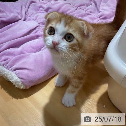 スコティッシュフォールドの写真