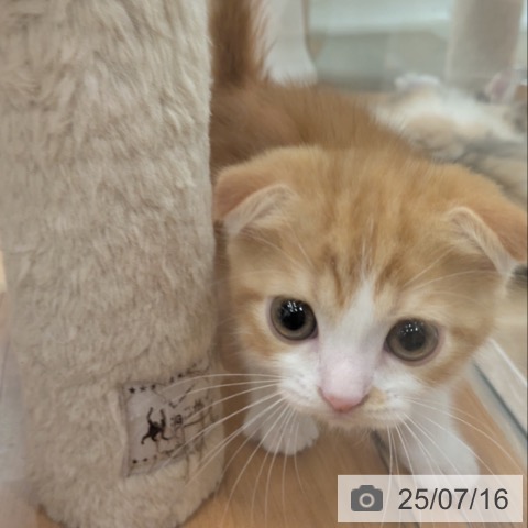 スコティッシュフォールドの写真