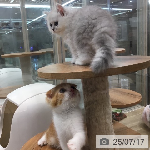 スコティッシュフォールドの写真