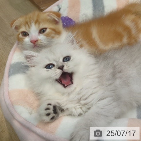スコティッシュフォールドの写真