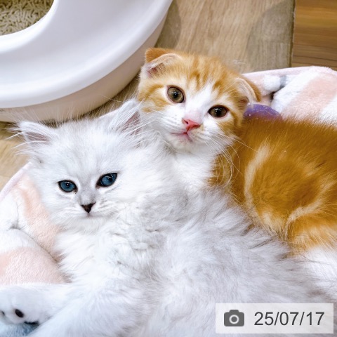 スコティッシュフォールドの写真