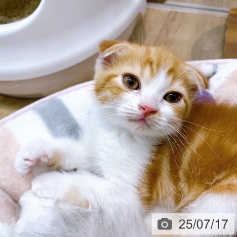 スコティッシュフォールドの写真