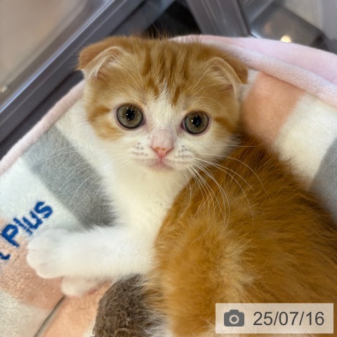 スコティッシュフォールドの写真