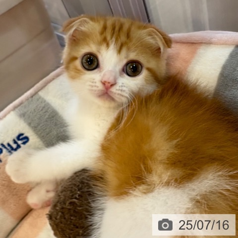 スコティッシュフォールドの写真