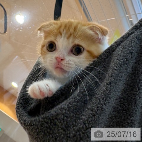 スコティッシュフォールドの写真