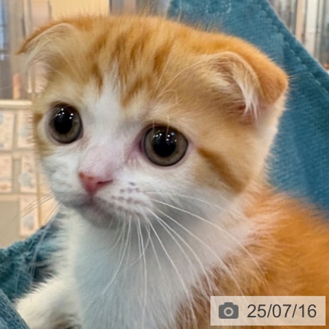 スコティッシュフォールドの写真