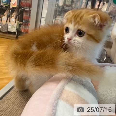スコティッシュフォールドの写真
