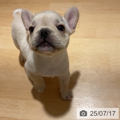 フレンチ・ブルドッグの写真