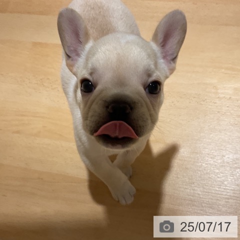 フレンチ・ブルドッグの写真