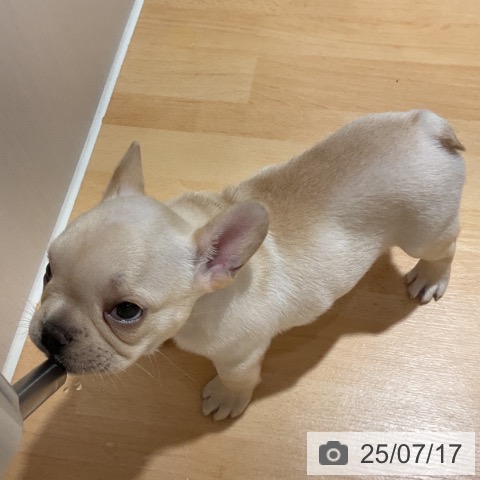 フレンチ・ブルドッグの写真