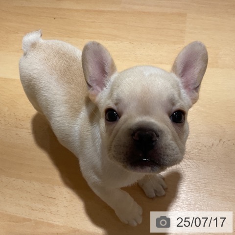 フレンチ・ブルドッグの写真