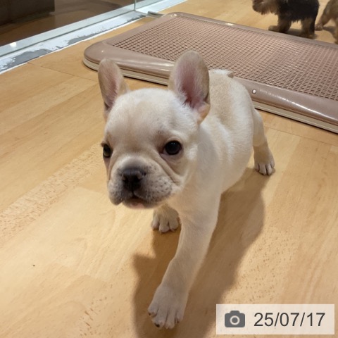 フレンチ・ブルドッグの写真