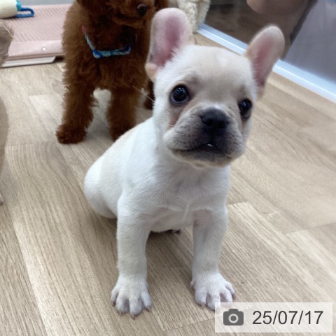 フレンチ・ブルドッグの写真