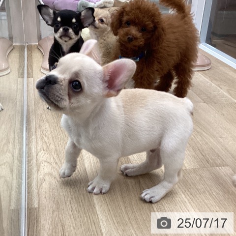 フレンチ・ブルドッグの写真