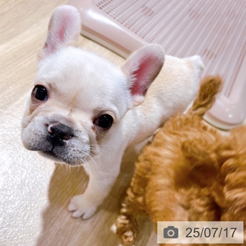 フレンチ・ブルドッグの写真
