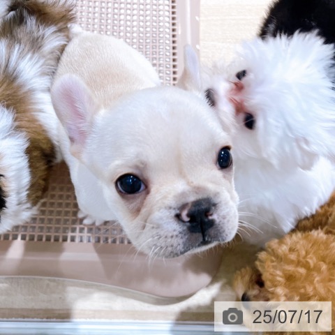 フレンチ・ブルドッグの写真