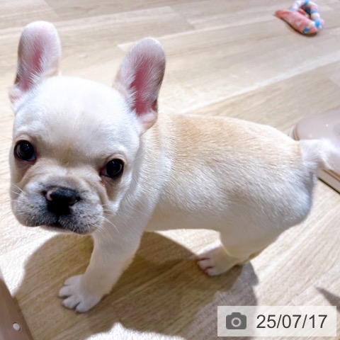 フレンチ・ブルドッグの写真