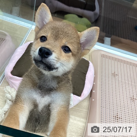 柴の写真