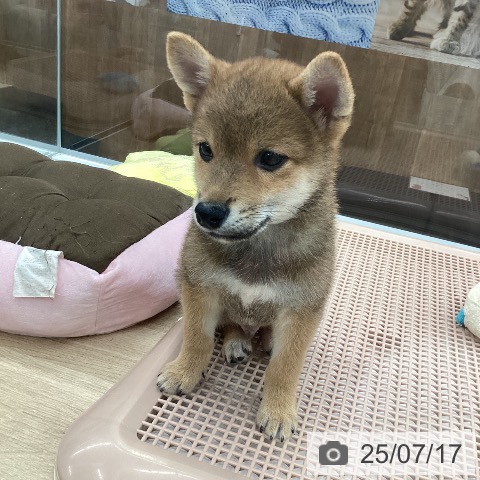 柴の写真