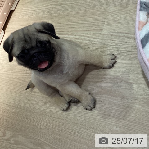 パグの写真