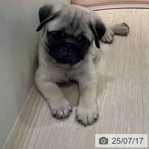 パグの写真