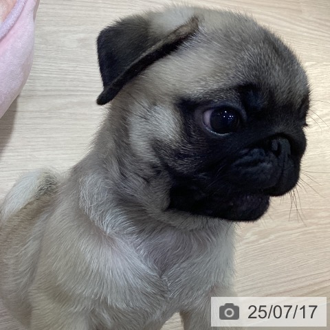 パグの写真
