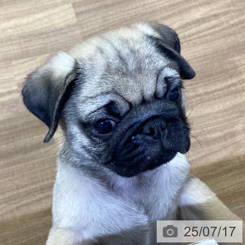 パグの写真