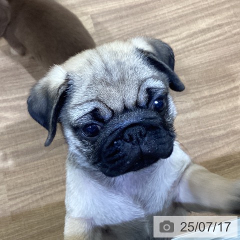 パグの写真