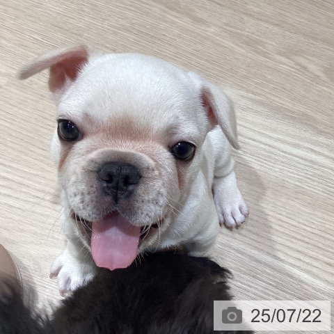 フレンチ・ブルドッグの写真