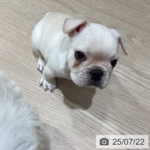 フレンチ・ブルドッグの写真