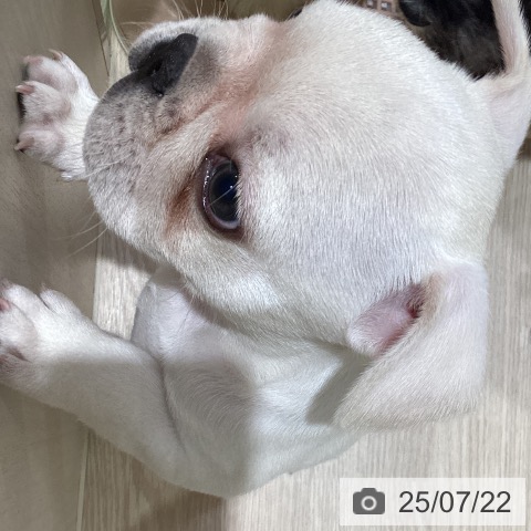 フレンチ・ブルドッグの写真