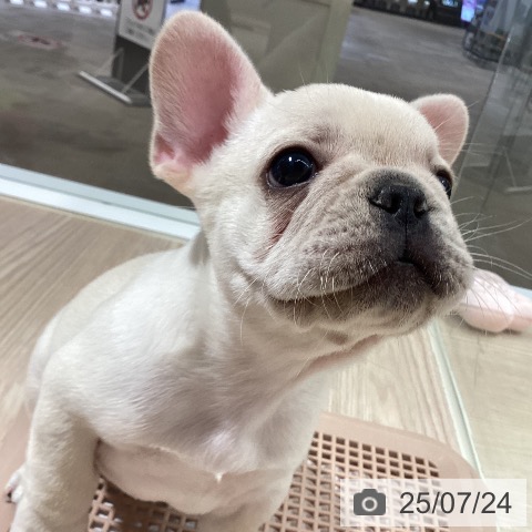フレンチ・ブルドッグの写真