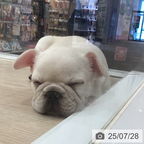 フレンチ・ブルドッグの写真