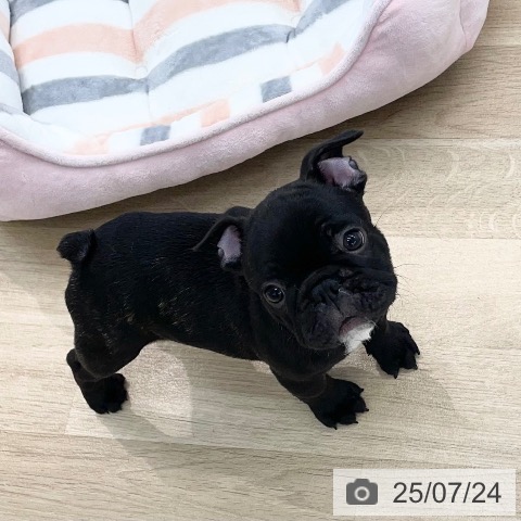 フレンチ・ブルドッグの写真