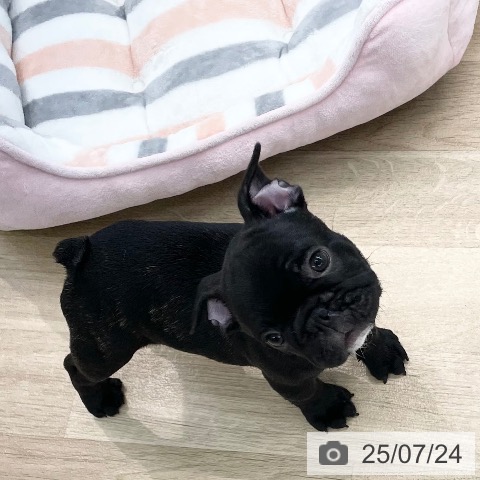 フレンチ・ブルドッグの写真